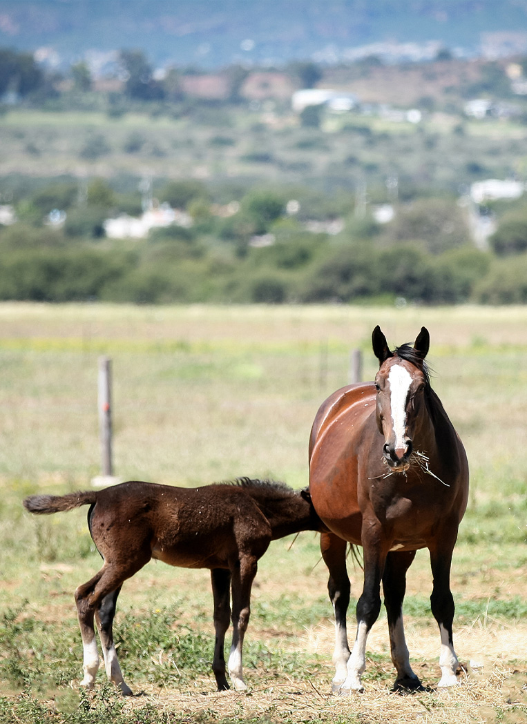 Gavillero cria